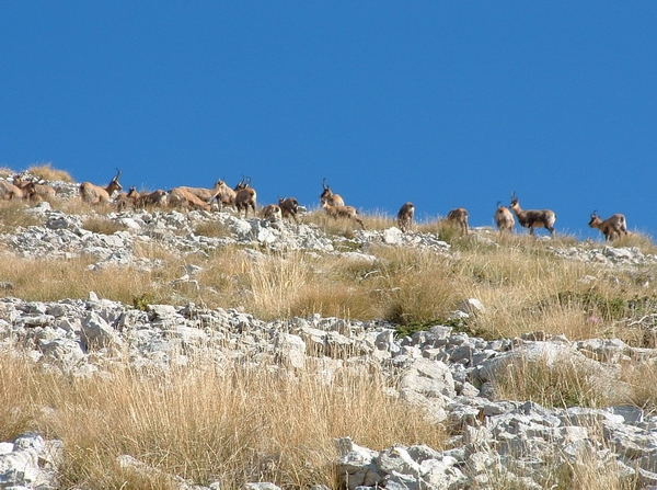 Camosci Sul Monte Camicia