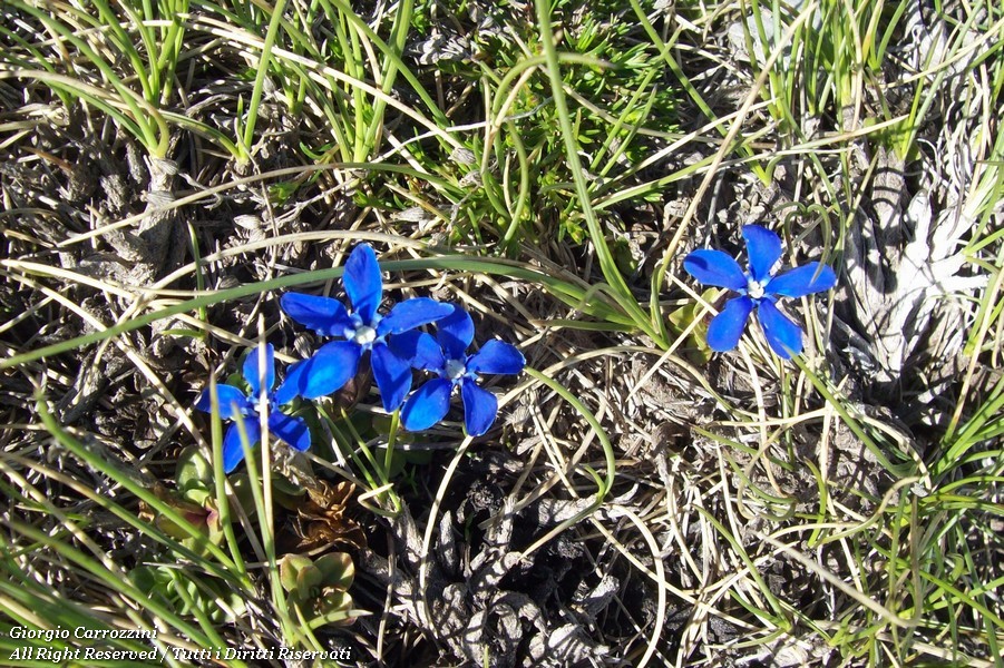 Genziane di Montagna