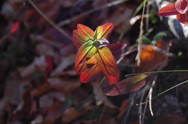 Breve vademecum per l'appassionato di fotografia naturalistica