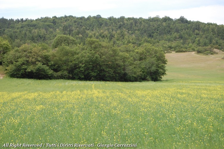 Area Pic-Nic Forca d'Ancarano (Norcia)