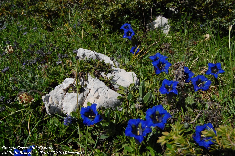 Monte Cotento (Mt. 2015) e Colle delle Lisce (Mt. 1870)