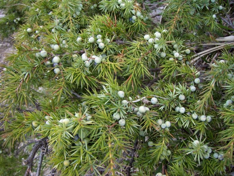 Ginepro comune (Juniperus communis L.)