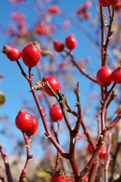 Rosa selvatica (Rosa canina L.)