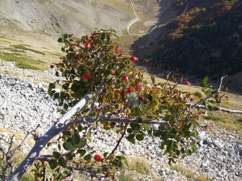 Rosa selvatica (Rosa canina L.)