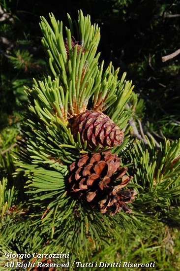 Pino mugo (Pinus mugo Torra)