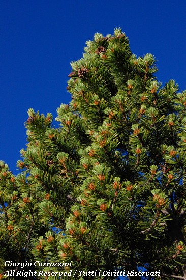 Pino mugo (Pinus mugo Torra)