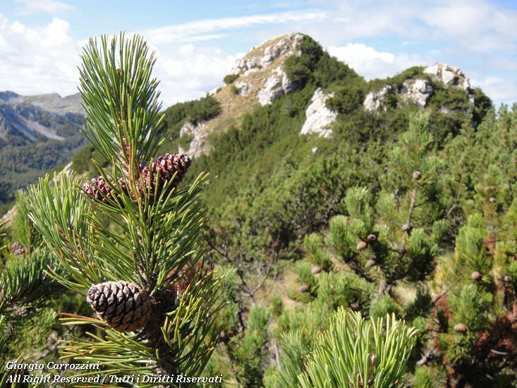 Pino mugo (Pinus mugo Torra)