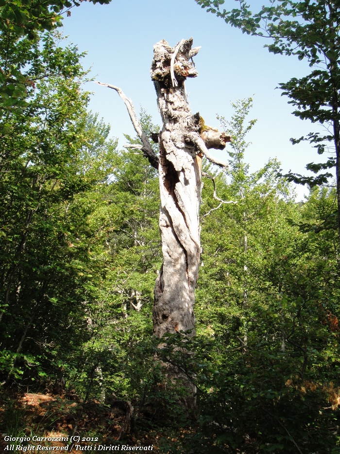 Escursione al Monte Cornacchia (2003 m)