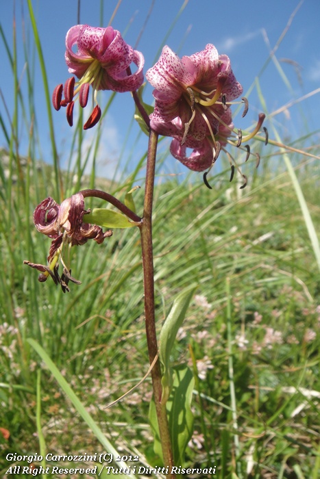 Lilium Martagon L.