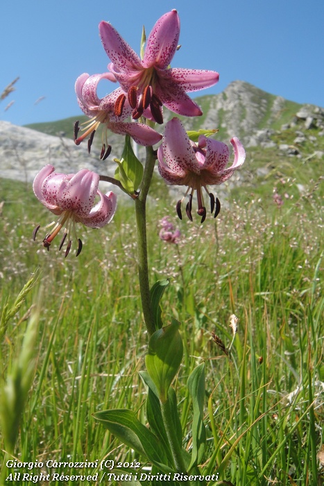 Lilium Martagon L.