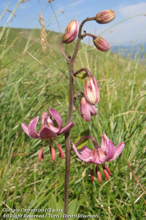 Lilium Martagon L.