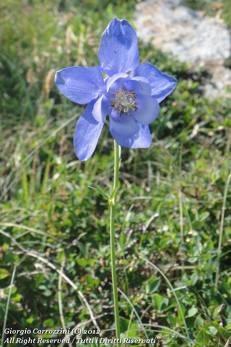 Aquilegia alpina L.