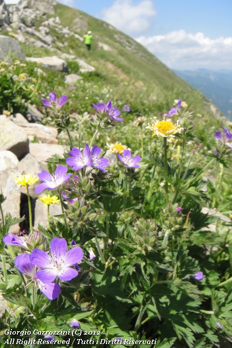 Geranium sylvaticum L.