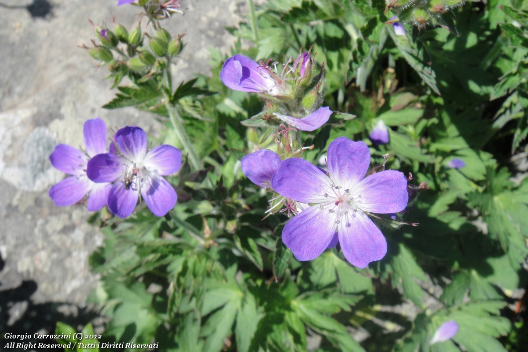 Geranium sylvaticum L.