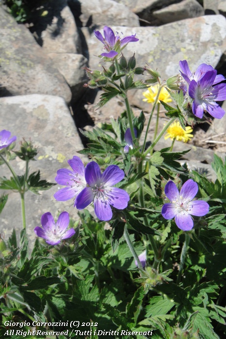 Geranium sylvaticum L.