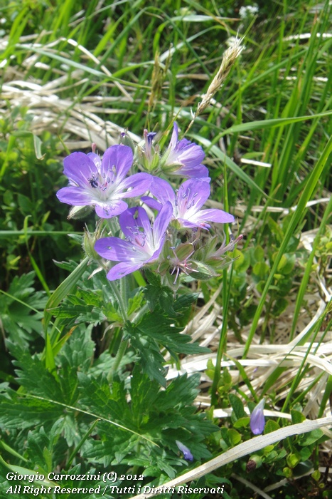 Geranium sylvaticum L.
