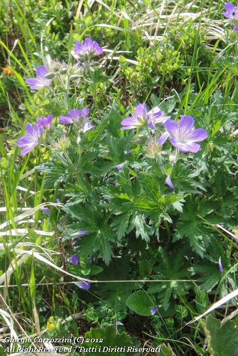 Geranium sylvaticum L.