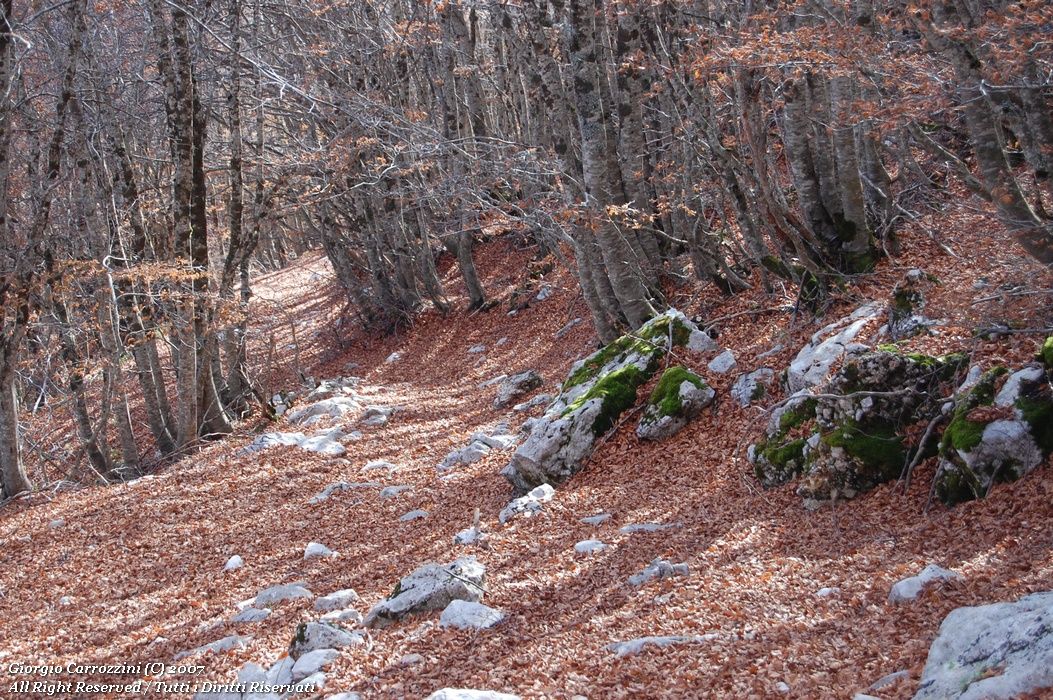 Monte Cagno (2153 m) per la Forcamiccia