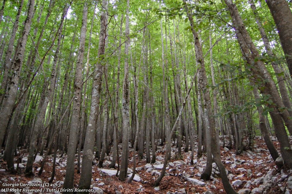 Monte del Papa (2005 m) per la Via Normale dal Lago Laudemio