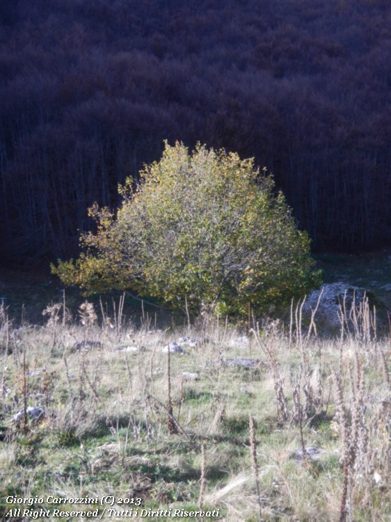 Le Ali degli Angeli