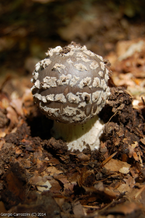 Gallerie Fotografica di Funghi Estivi