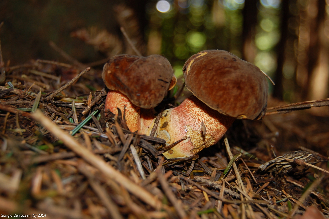 Gallerie Fotografica di Funghi Estivi