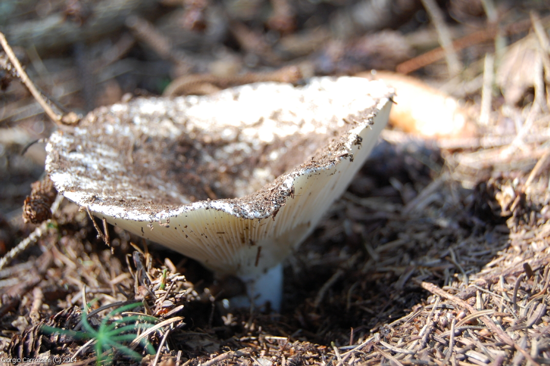 Gallerie Fotografica di Funghi Estivi