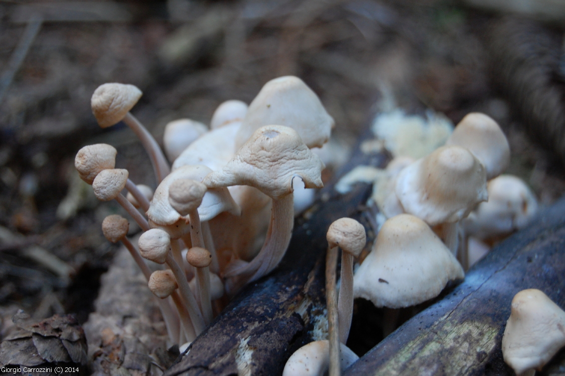 Gallerie Fotografica di Funghi Estivi