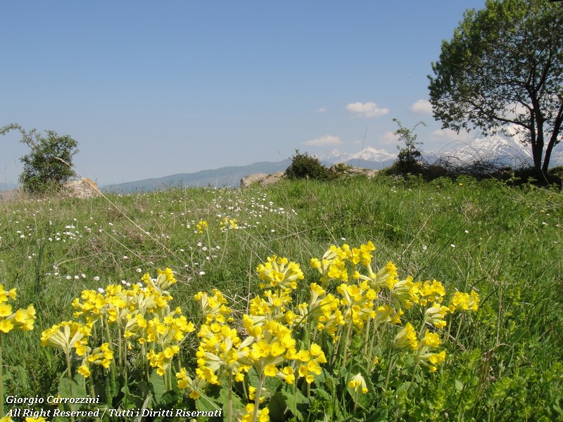 Distese di Fiori in Appennino