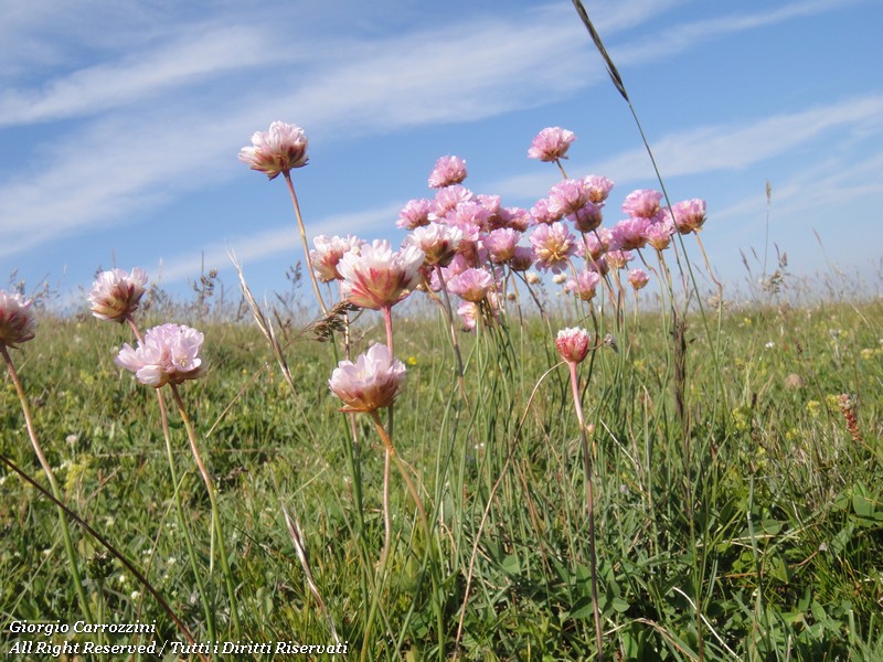 Distese di Fiori in Appennino
