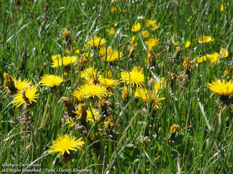 Distese di Fiori in Appennino