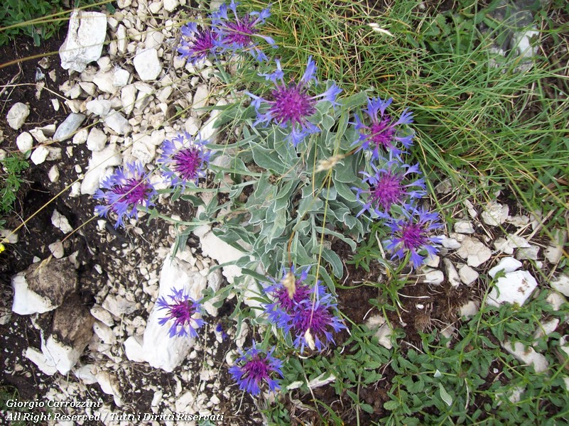 Fiori Vari di Montagna