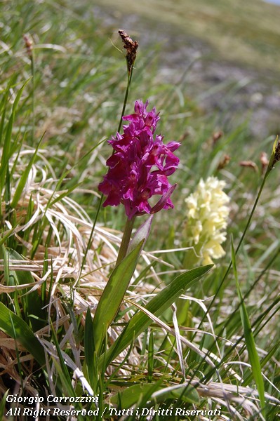 Fiori Vari di Montagna