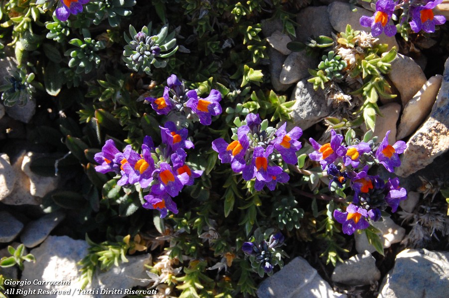 Fiori Vari di Montagna
