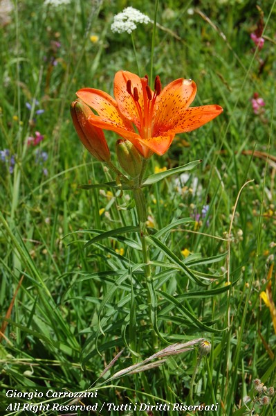 Fiori Vari di Montagna