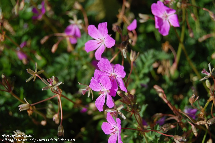 Fiori Vari di Montagna