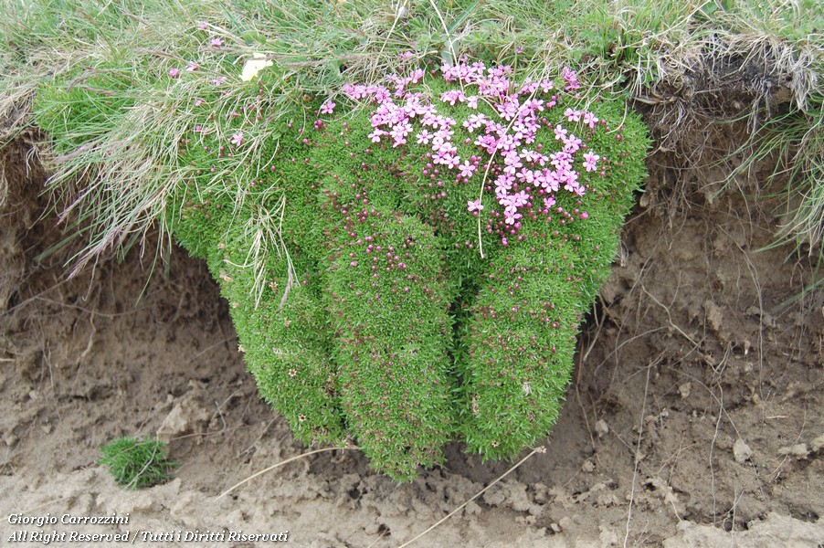 Fiori Vari di Montagna