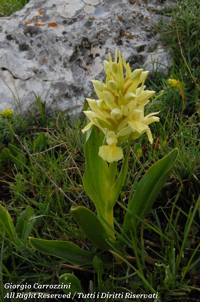Fiori Vari di Montagna