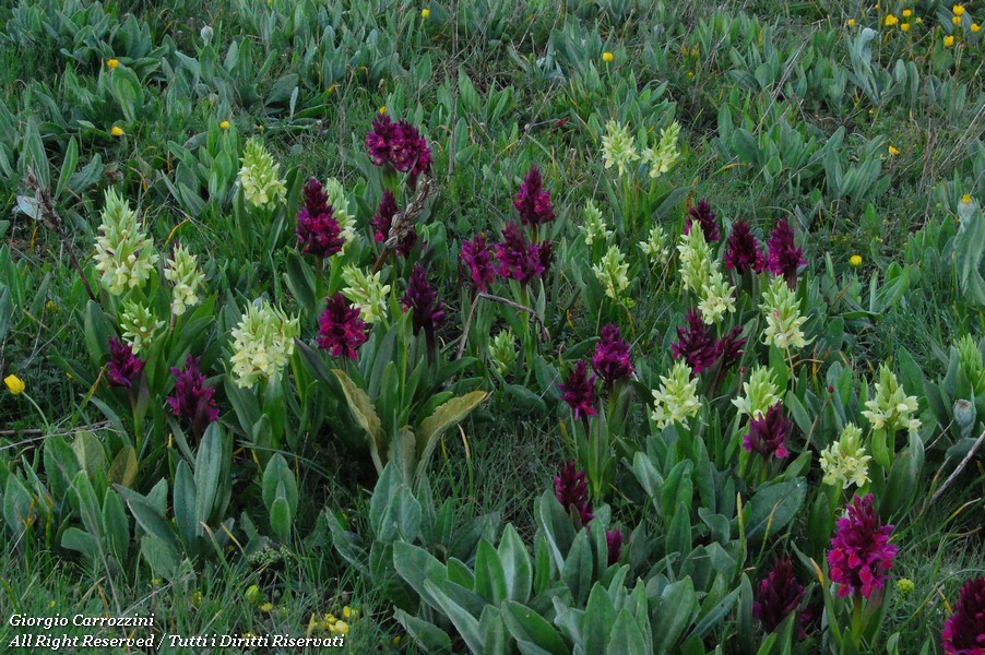 Fiori Vari di Montagna