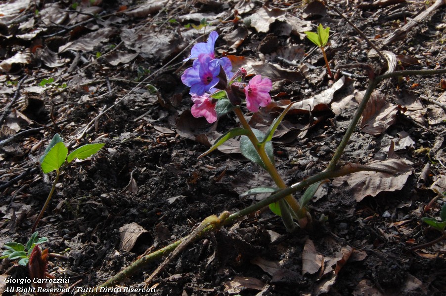 Fiori Vari di Montagna