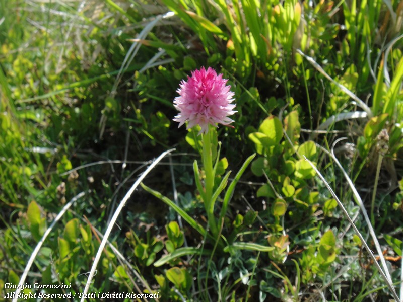 Fiori Vari di Montagna