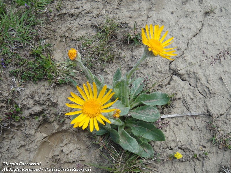 Fiori Vari di Montagna