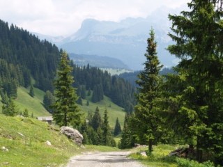 Picea Abies (L.) Karst - Abete Rosso o Peccio