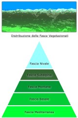 Inquadramento floristico: nozioni di base