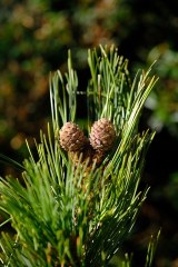 Pino cembro o cirmolo (Pinus cembra L.)