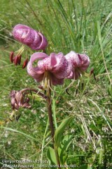 Lilium Martagon L.