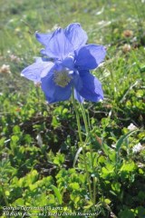 Aquilegia alpina L.