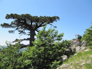 Pino loricato (Pinus leucodermis Ant.)