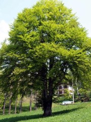 Faggio (Fagus sylvatica L.)
