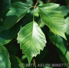 L'edera velenosa ovvero l'ortica del climber